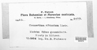 Cronartium ribicola image
